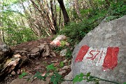 14 Sul sent. 571 nel bosco di carpini neri
